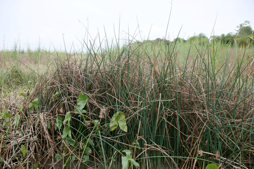 Full Size Image = 6140 K