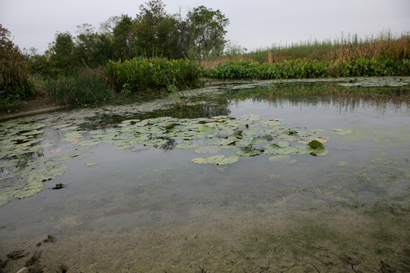 Full Size Image = 4662 K