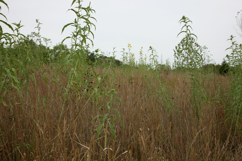 Full Size Image = 5101 K