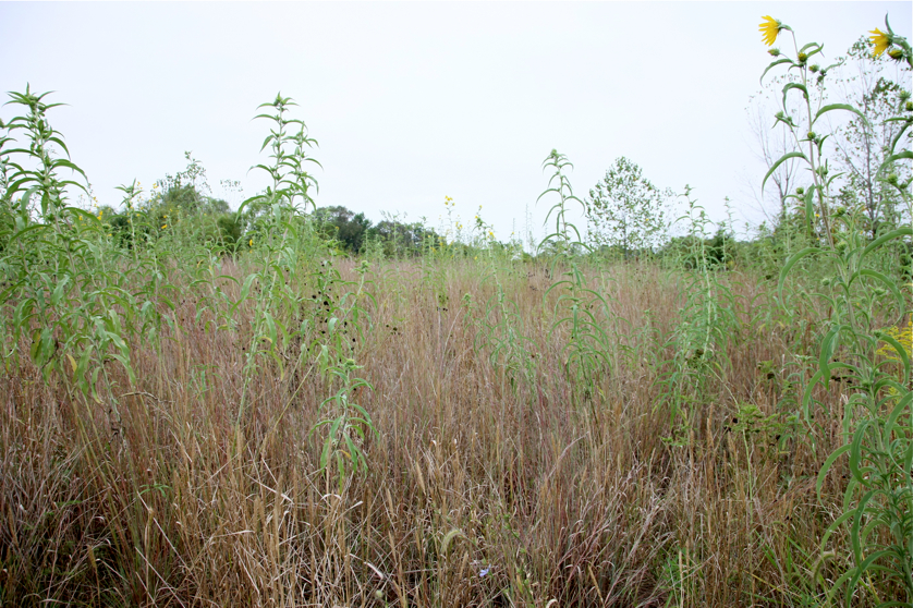 Full Size Image = 5680 K