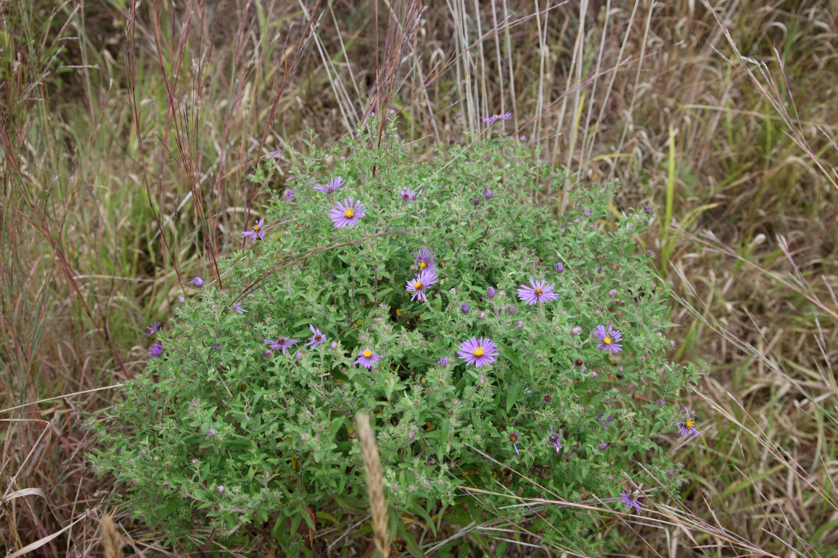 Full Size Image = 5056 K