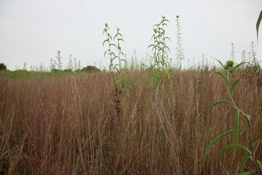 Full Size Image = 4618 K