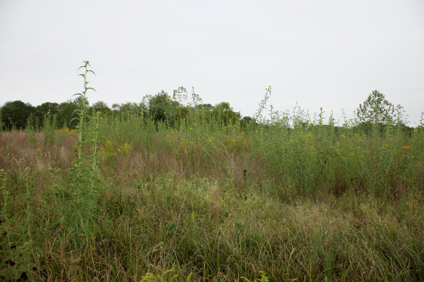 Full Size Image = 5037 K