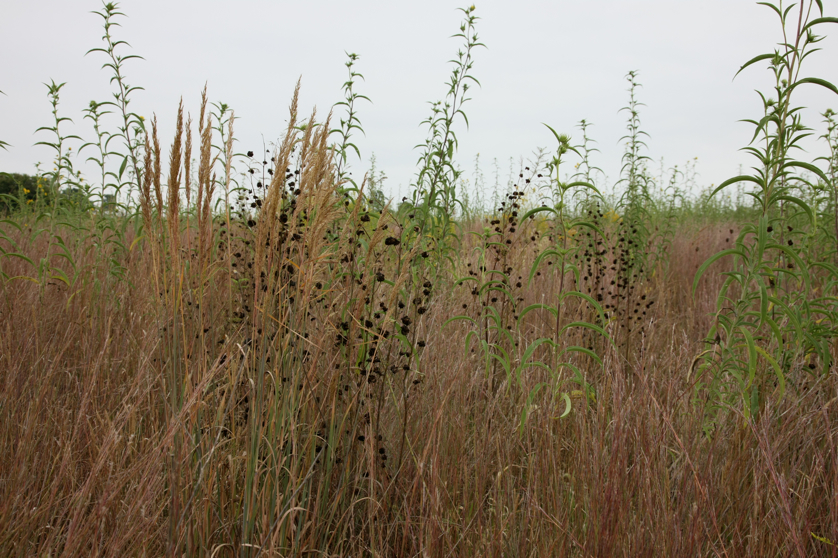 Full Size Image = 4922 K