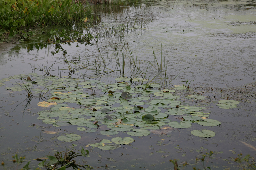 Full Size Image = 4581 K