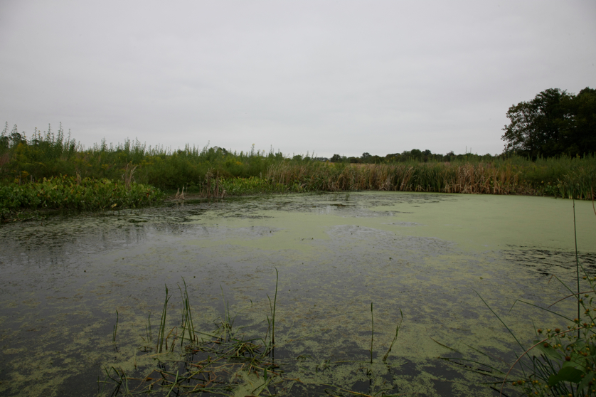 Full Size Image = 3894 K