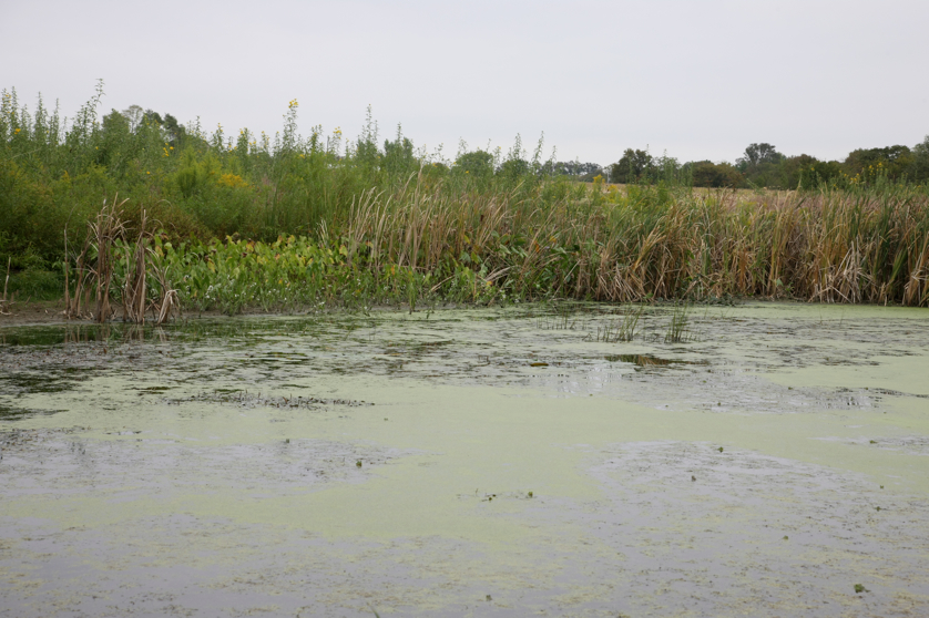 Full Size Image = 4282 K