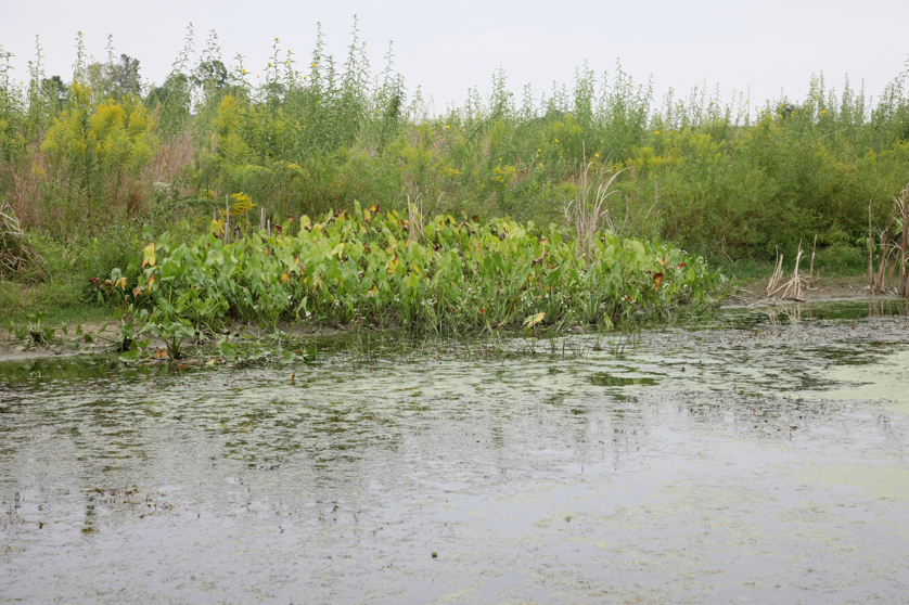 Full Size Image = 5556 K