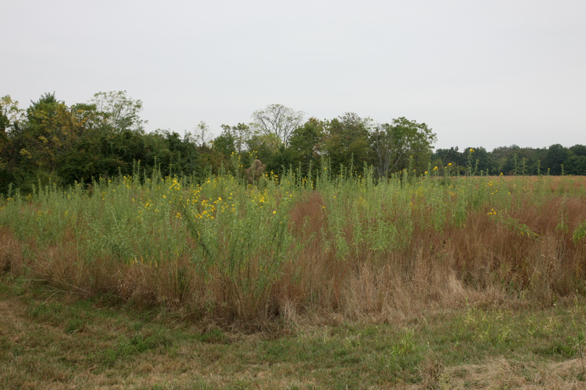 Full Size Image = 4820 K