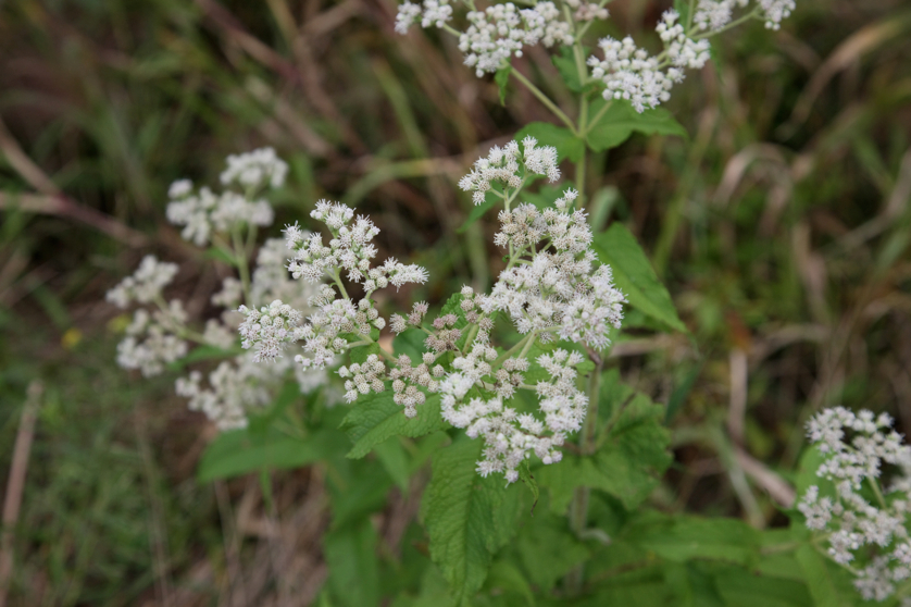 Full Size Image = 3459 K