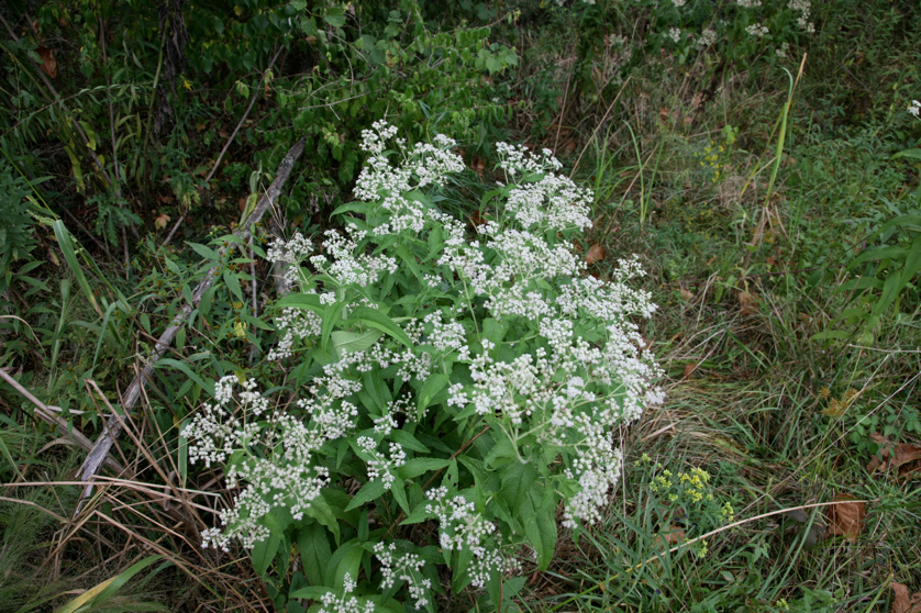 Full Size Image = 5760 K