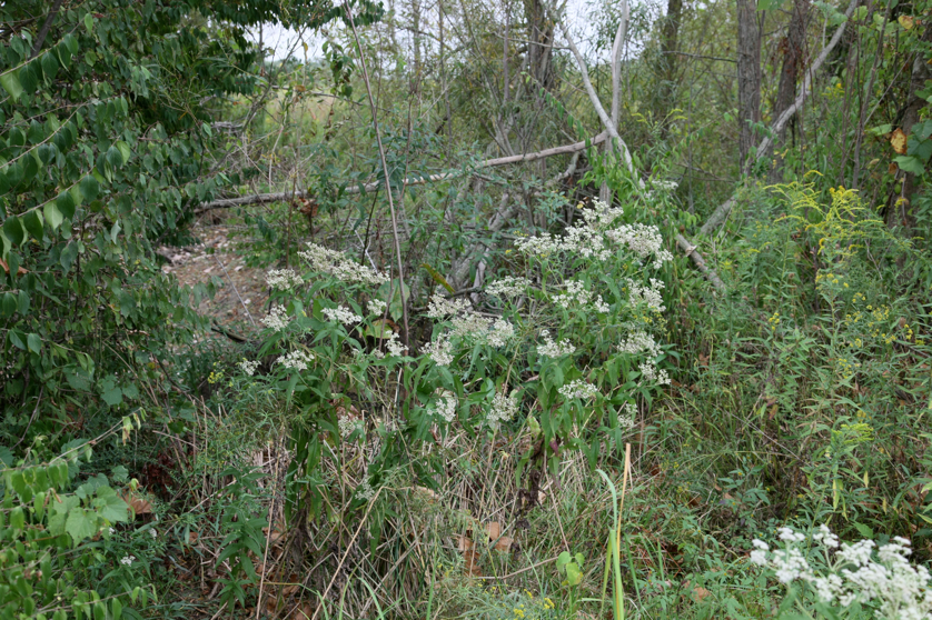 Full Size Image = 6280 K