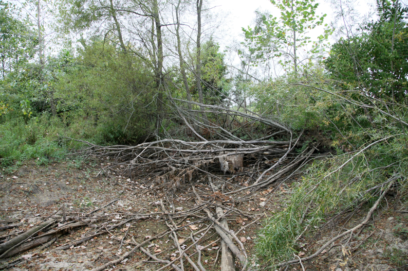 Full Size Image = 7774 K