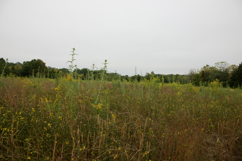 Full Size Image = 4540 K