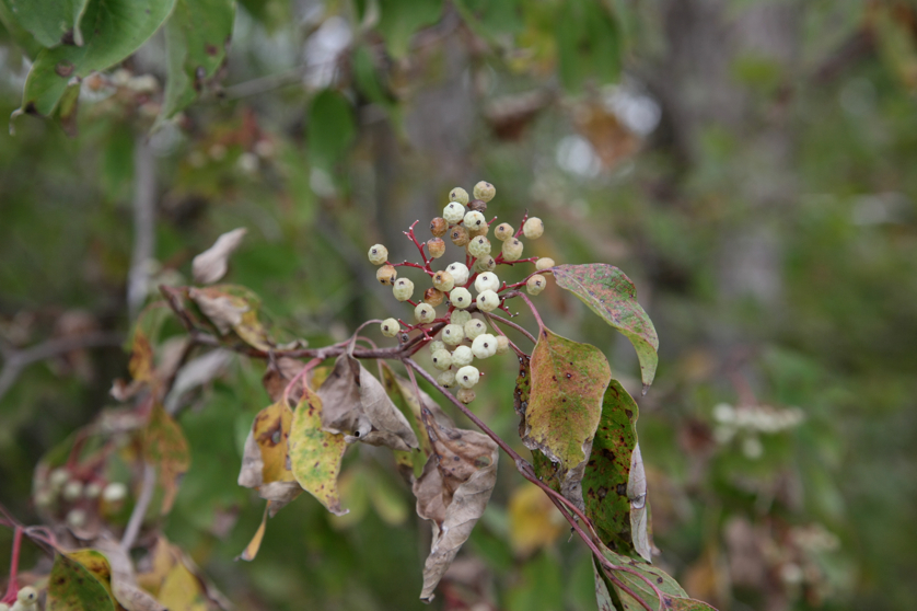 Full Size Image = 3318 K