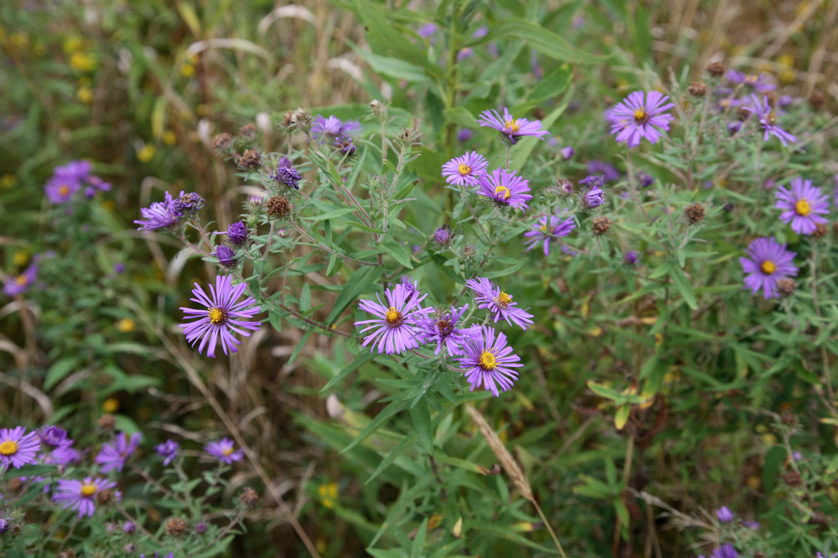 Full Size Image = 3945 K