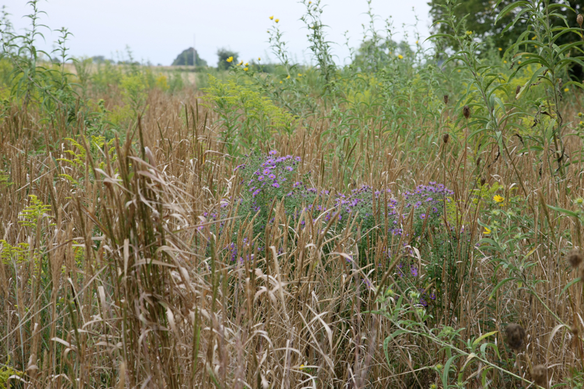 Full Size Image = 5516 K