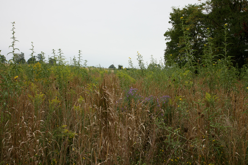 Full Size Image = 5162 K