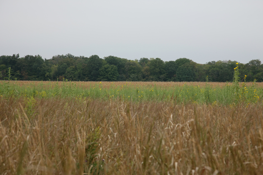 Full Size Image = 3454 K