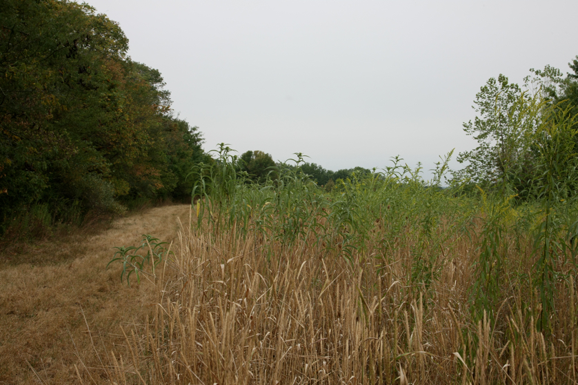 Full Size Image = 4713 K