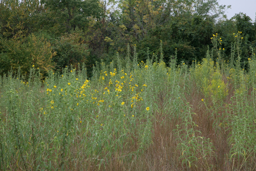 Full Size Image = 6175 K