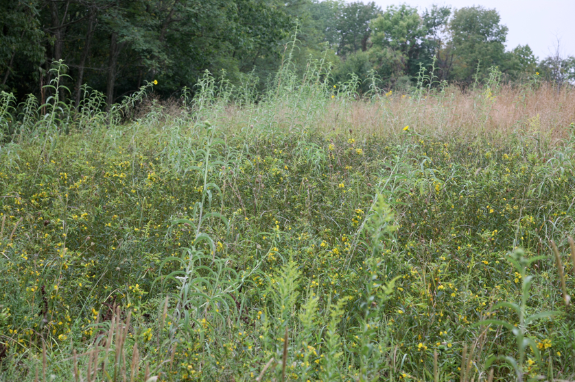 Full Size Image = 6577 K