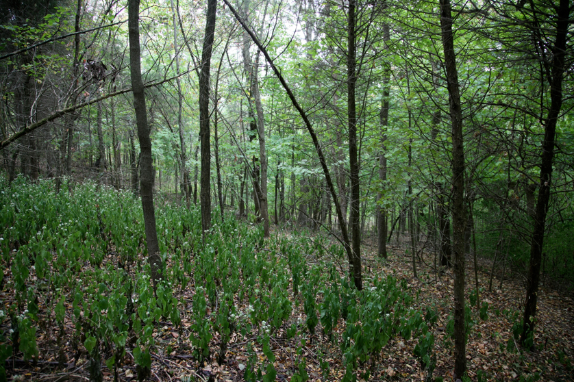 Full Size Image = 7028 K