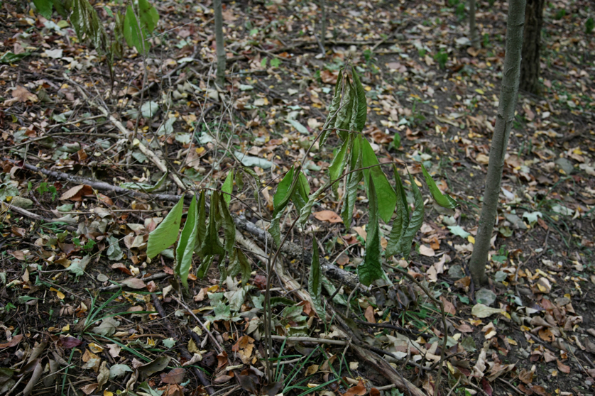 Full Size Image = 4775 K