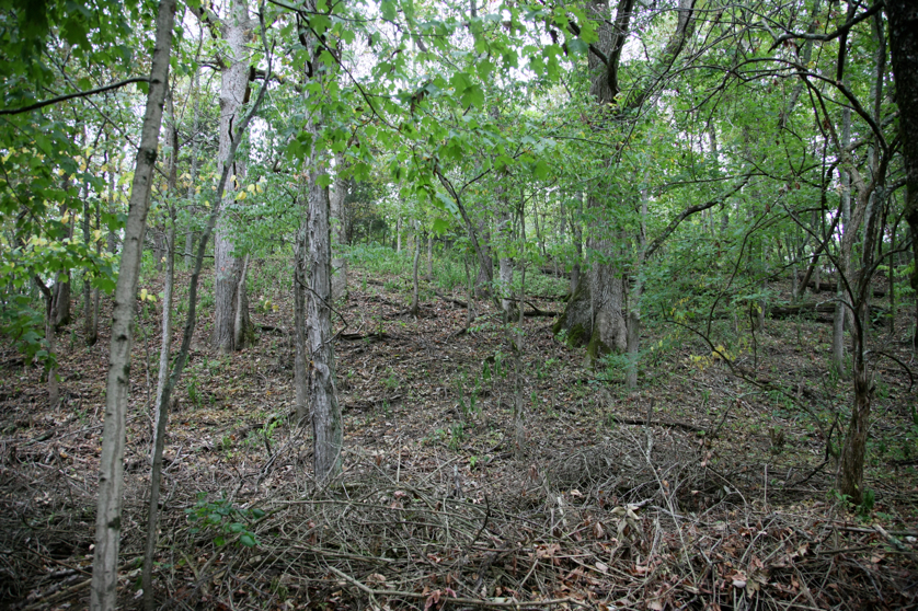 Full Size Image = 7235 K