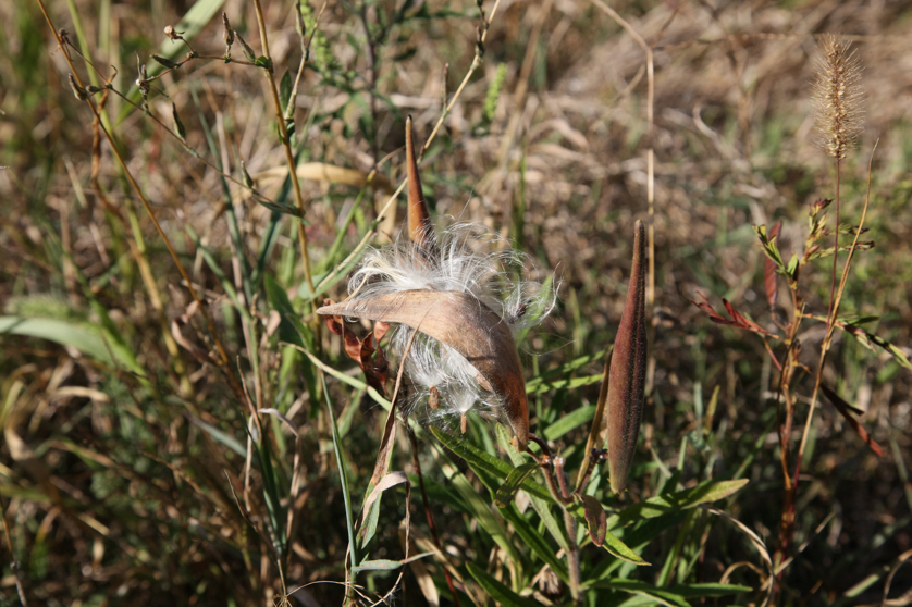 Full Size Image = 4126 K