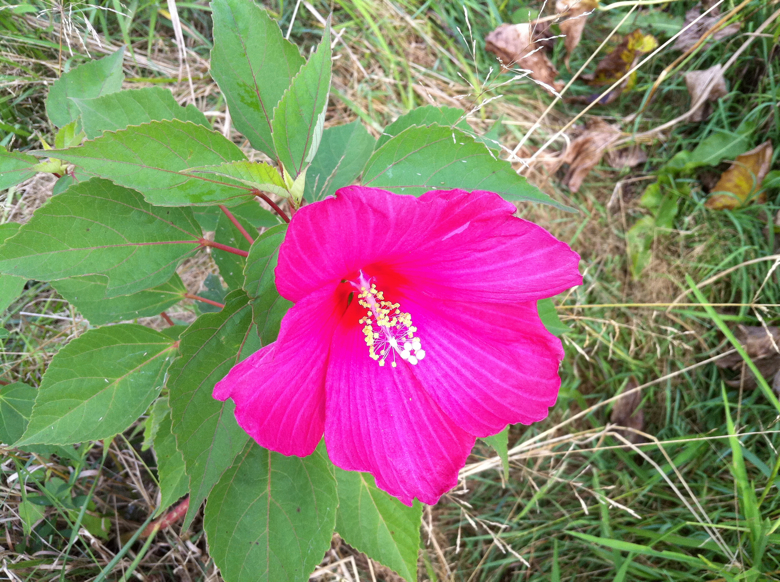 Full Size Image = 5321 K