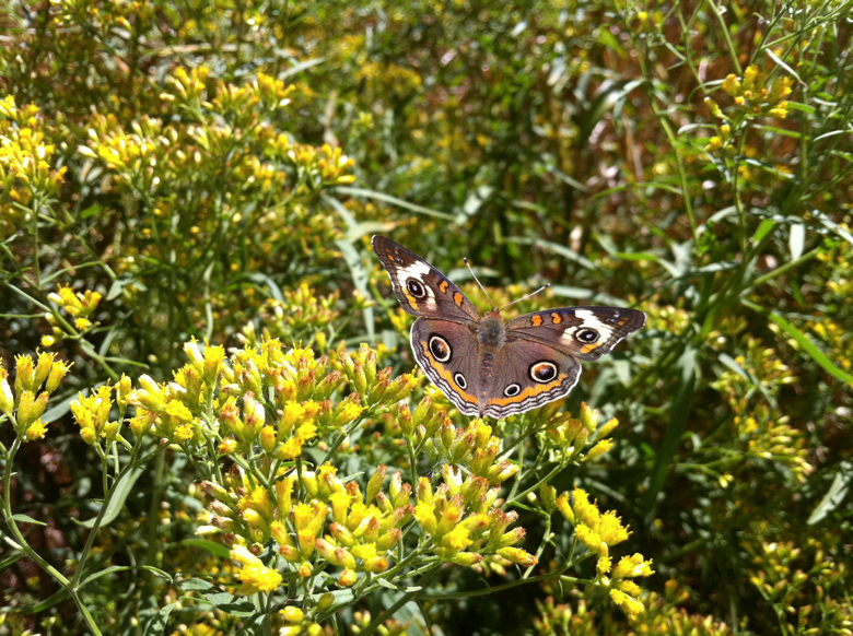 Full Size Image = 5136 K