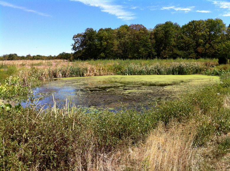 Full Size Image = 7185 K