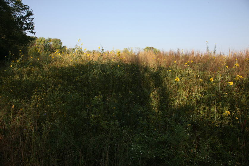 Full Size Image = 4971 K