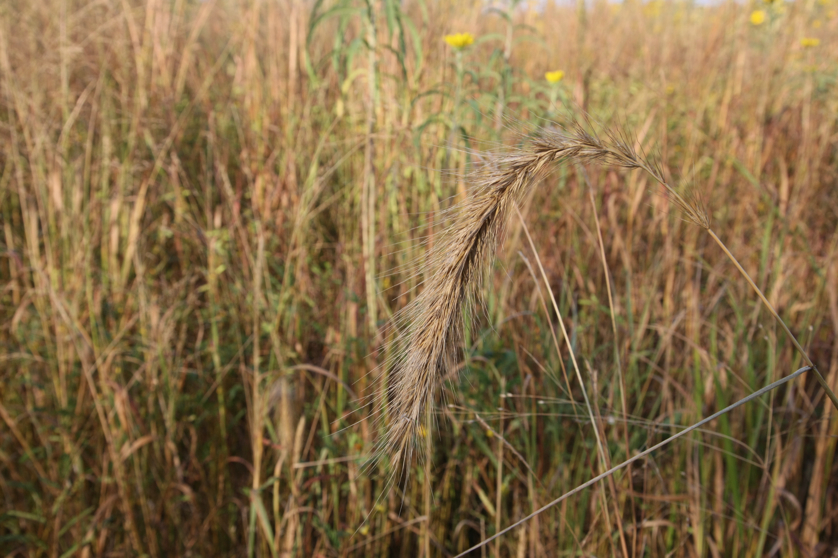 Full Size Image = 3908 K