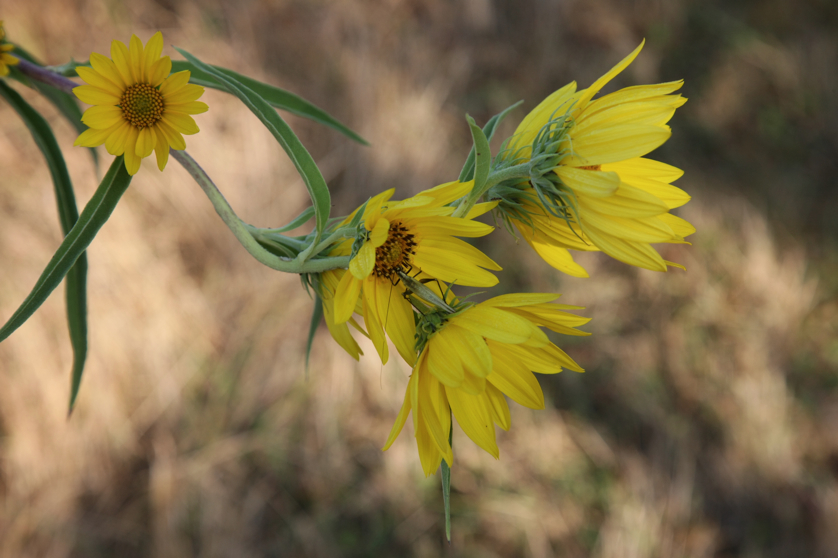 Full Size Image = 3104 K