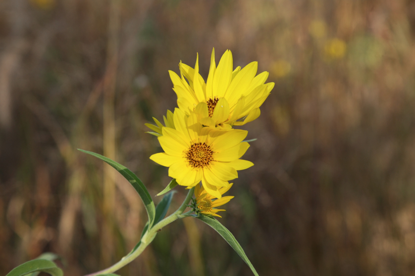 Full Size Image = 2920 K