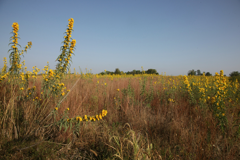 Full Size Image = 5461 K