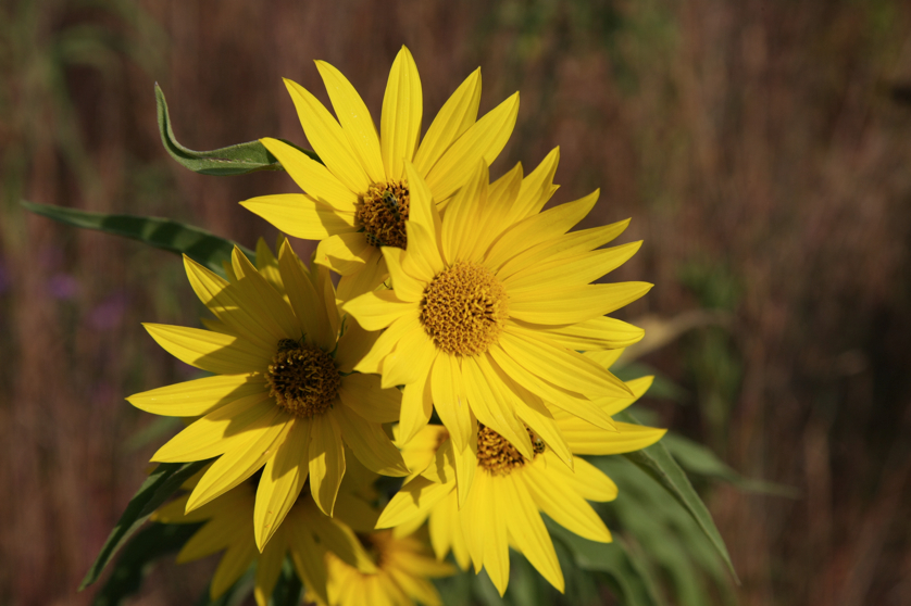 Full Size Image = 3390 K