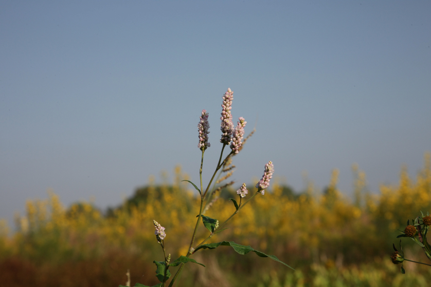 Full Size Image = 2731 K