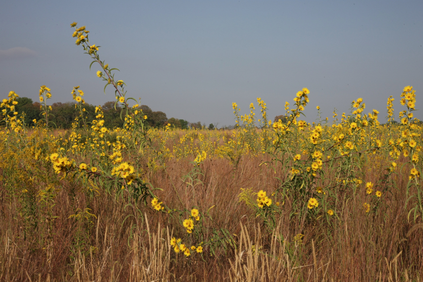 Full Size Image = 5269 K