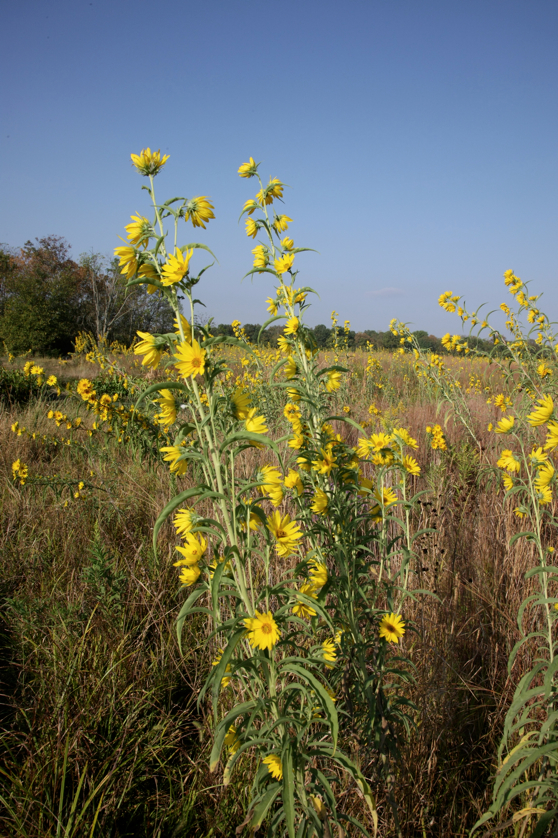 Full Size Image = 5265 K