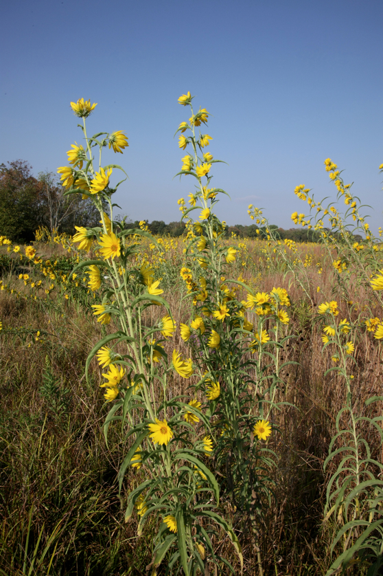 Full Size Image = 5353 K