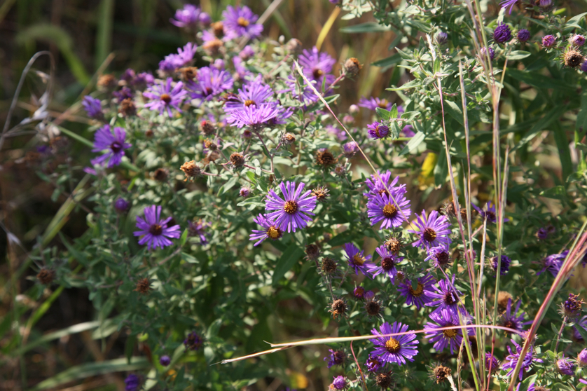 Full Size Image = 4437 K