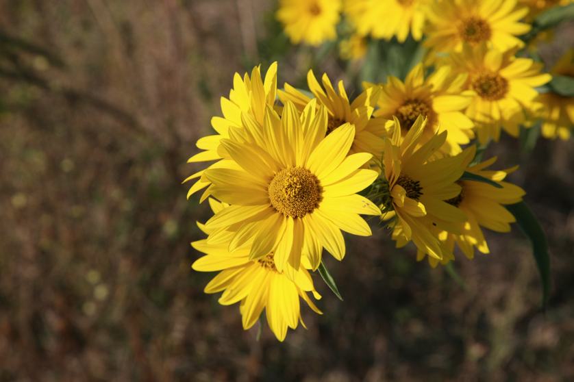 Full Size Image = 3453 K