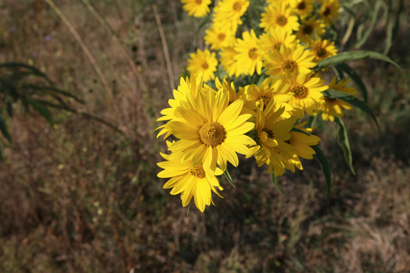 Full Size Image = 3619 K