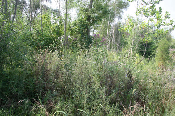 Full Size Image = 824 K