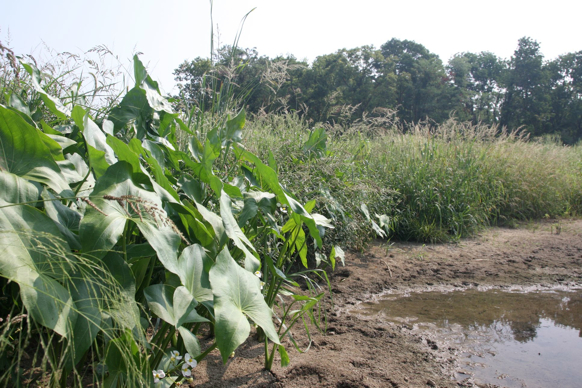 Full Size Image = 534 K