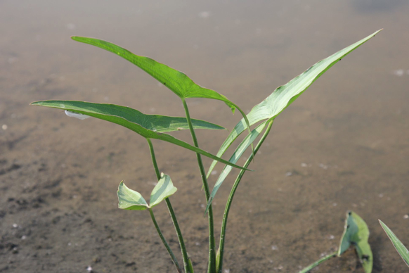 Full Size Image = 162 K