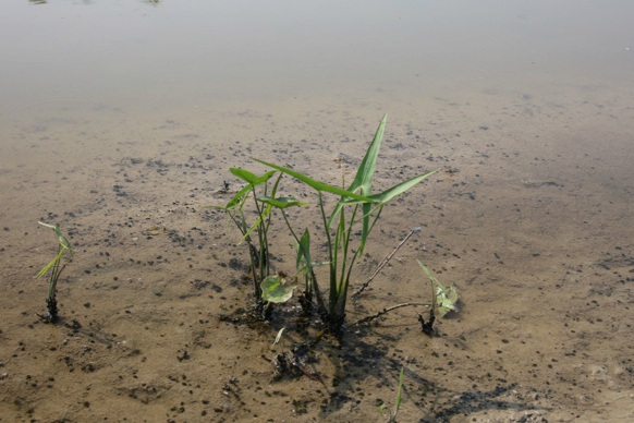 Full Size Image = 358 K